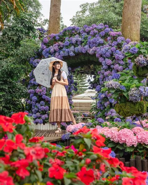 繡花球|2024繡球花季》全台12個繡球花景點，夢幻打卡全攻略